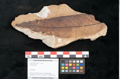 Foto (Objekt + Etikett) von Plantae indet.  (NHMW-GEO-2024-0188-11547)